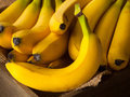 バナナが絶滅した後の未来が悲惨過ぎる！ 全フルーツが“バナナ化”する悲劇が起きる可能性も！