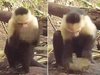 【衝撃】パナマのサルが石器時代に突入したことが最新研究で判明! まるで初期の人類…動画が可愛すぎる!