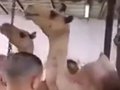【閲覧注意】ラクダの食肉処理風景が絶望的にヤバい！ 頸動脈をスパッ、鮮血が噴水のように… 恐ろしくも洗練されたテクニック