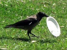 「カラス清掃員部隊」が公園の吸い殻やゴミ拾い！ 