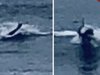 【衝撃動画】米ビーチで謎すぎる「人間モンスター」が撮影される! 人魚か、人間型UMAか…サーファーも驚愕
