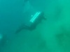 【衝撃映像】ダイビング中にM5.6の地震が起きるとこうなる! 巨大な見えない力でコントロール不能になる瞬間…!