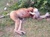 車に轢かれた母ザルの死体にしがみつき、蘇らせようとする子ザル! 母の血を浴び、悲痛な声を上げ…心が張り裂ける映像に全世界が涙!