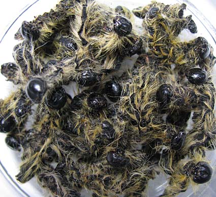 死ぬまでに食べたい美味な虫10! 昆虫食愛好家・ムシモアゼルが厳選!!の画像2