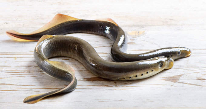 0115lampreys-1.jpg