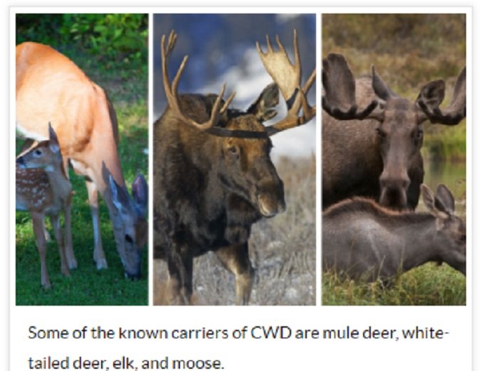 0124CWD-1.jpg
