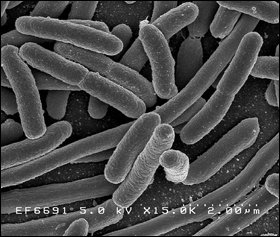 0128bio_hon1.jpg