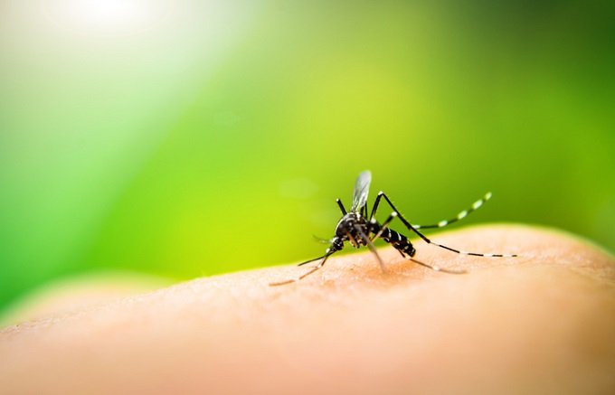 蚊を訓練して人間を刺さなくさせることに成功！ パブロフの蚊で最凶生物兵器も誕生か？の画像1