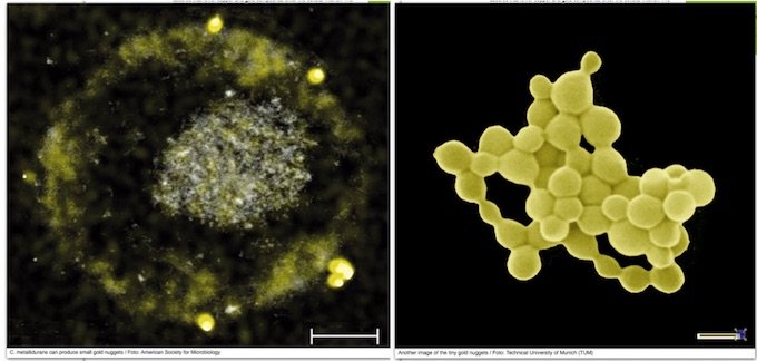 「純金のウンコ」をする微生物の仕組みがついに解明！ バイオ錬金術で海水も金になる!?の画像1