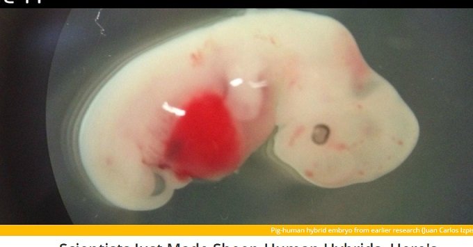 ヒツジとヒトのハイブリッド胚が誕生！ 羊人間から人間への「異種間臓器移植」が現実化への画像1