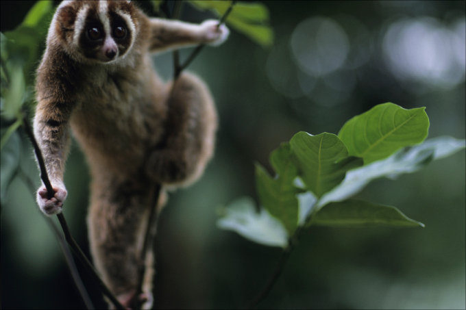 0224loris_01.jpg