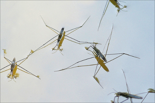 「カラスは線香くさい」は本当か? オカルト研究家が「世界の怪食伝説10」を検証!【後編】の画像2
