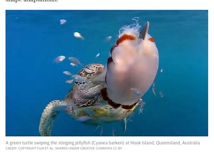 ウミガメが超絶進化していたことが研究で発覚! いつの間にか前ヒレで「空手チョップ」するほどヒト化していた!の画像2