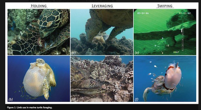ウミガメが超絶進化していたことが研究で発覚! いつの間にか前ヒレで「空手チョップ」するほどヒト化していた!の画像3