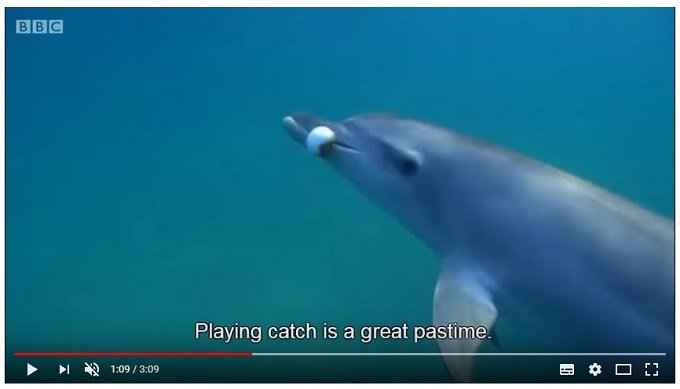 0402dolphin-1.jpg