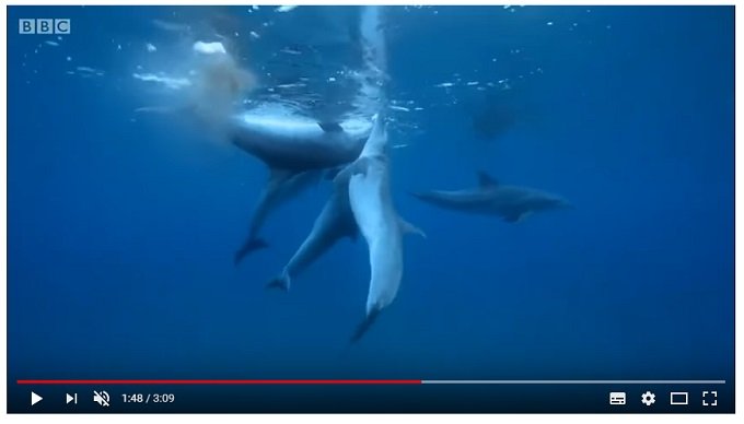 0402dolphin-2.jpg