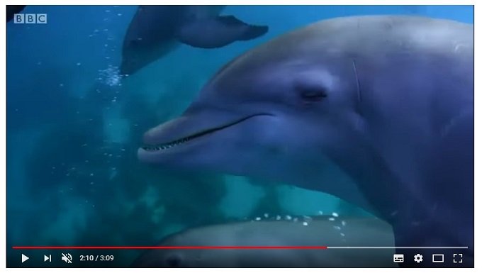 0402dolphin-3.jpg