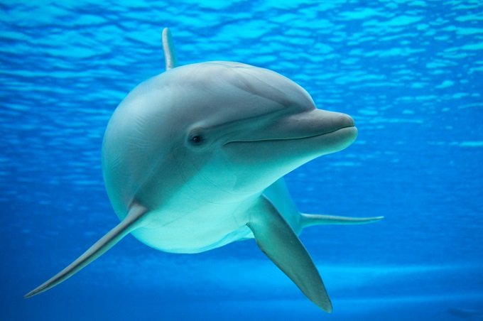0402dolphin.jpg
