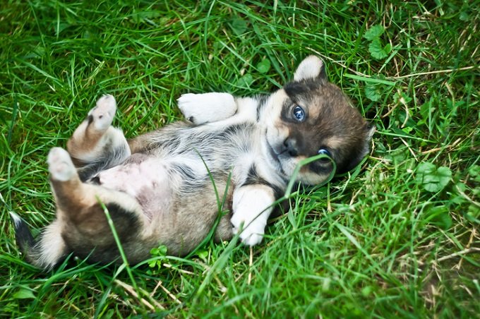 犬はお腹を撫でられるのを楽しんでいないことが判明! 動物学者がガチ指摘「人間が喜ぶから耐えているだけ」の画像2