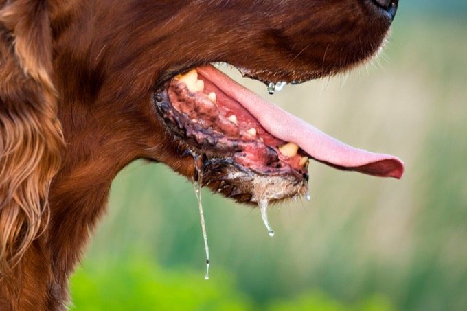 「狂犬病の犬の唾液で粗暴な子どもたちを治療した」ホメオパシー専門家に批判殺到! 問題のレメディ「Lyssinum」は日本でも販売!の画像3