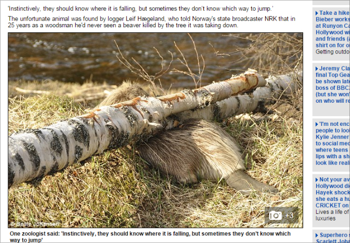0422beaver_02.jpg
