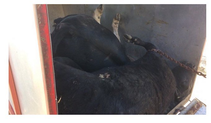 ウシ13頭が集団自殺、崖から飛び降りる異常事態発生!! 理学博士が緊急分析「真犯人はまさかの…」=スイスの画像3