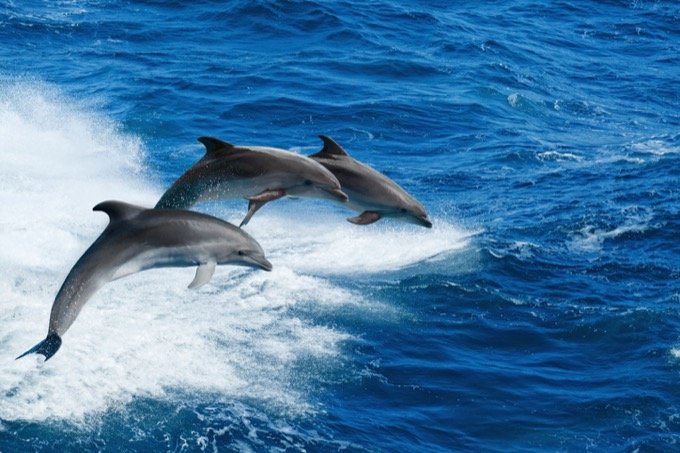 0612dolphins-2.jpg