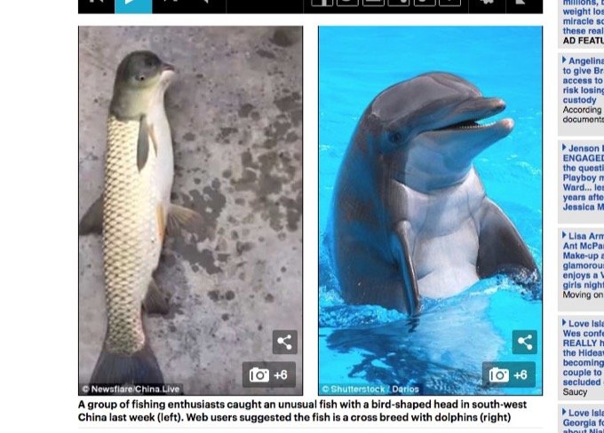「魚とイルカのハーフ生物」が打ち上げられる! 理学博士も困惑、妖怪「アマビエ」の可能性も!?=中国の画像2