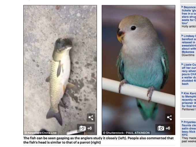 「魚とイルカのハーフ生物」が打ち上げられる! 理学博士も困惑、妖怪「アマビエ」の可能性も!?=中国の画像3