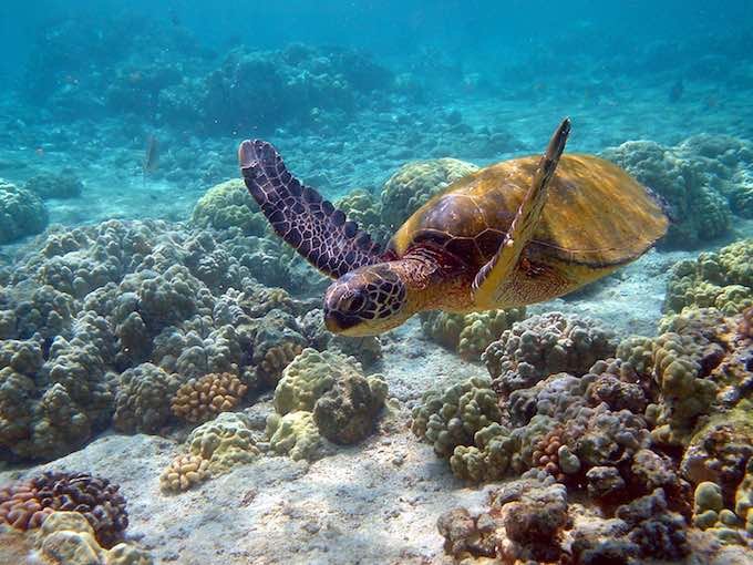 イタチの肛門、クジラの死体、ハゲタカの嘔吐… 生物学者が選んだ「自然界最凶の悪臭7選」がヤバすぎる! 魂を壊すほどの悪臭もの画像1