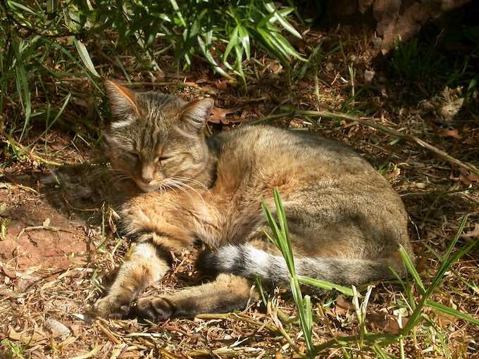 0622cat-4.jpg