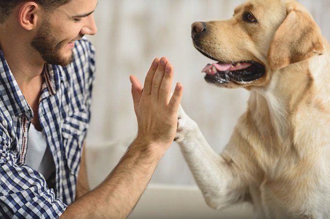 犬は生まれつき人間を母親と同じように信頼していることが判明! それなのに人間は… 数千年にわたる愛と友情に涙の画像3