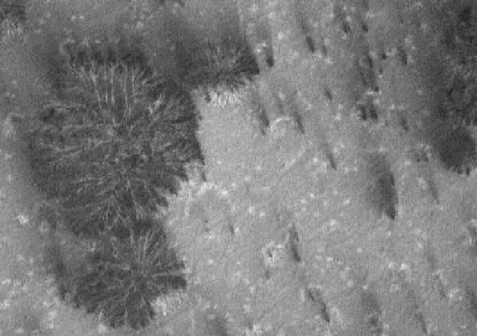 火星で「巨大な樹木」が育ちまくっている決定的証拠画像?昆虫や小動物もいる可能性…NASA探査機が激写!の画像1