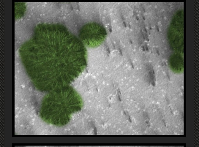 火星で「巨大な樹木」が育ちまくっている決定的証拠画像?昆虫や小動物もいる可能性…NASA探査機が激写!の画像2