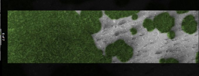 火星で「巨大な樹木」が育ちまくっている決定的証拠画像?昆虫や小動物もいる可能性…NASA探査機が激写!の画像3