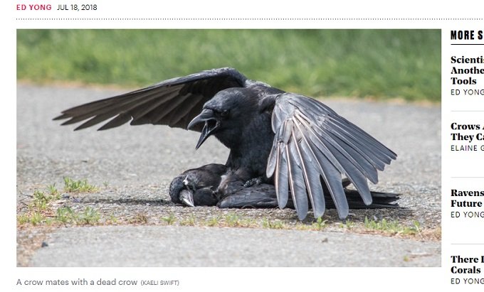 カラスに屍姦癖があることが発覚! 変態ガラスによるネクロフィリアの決定的瞬間が多数激撮されるの画像1