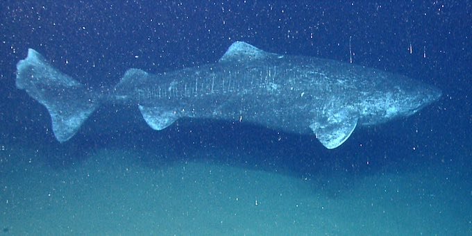 200歳のクジラ、500歳の貝、2億歳の…!? 地球で最も長生きな生物5選がハンパない!の画像2