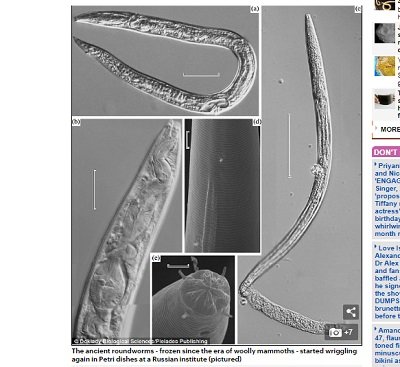 永久凍土で4万2000年も氷漬けだった虫がマジで復活! 人体の冷凍保存研究にも劇的進歩、しかし世界滅亡の危険も!の画像2