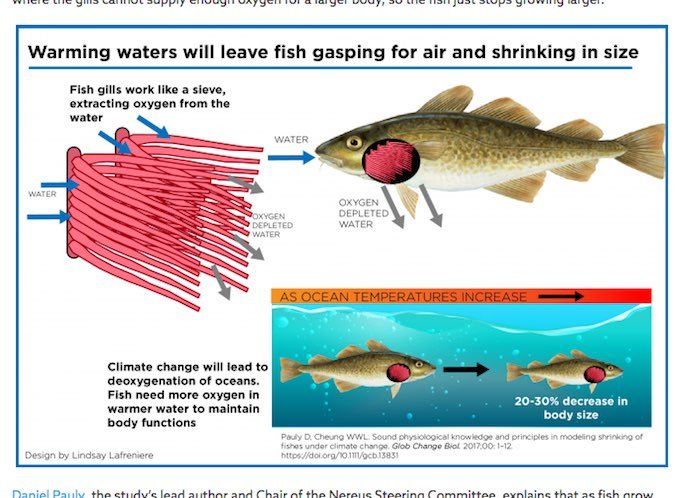 世界の魚がどんどん小さくなっていることが判明、驚愕のメカニズムとは!? 個体数減少&小型化のダブルパンチで魚食文化滅亡!の画像2