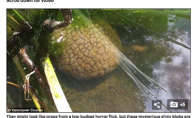 カナダで 脳型の謎生物 オオマリコケムシが大量増殖中 日本は既に侵略済み 沼地周辺で出没注意