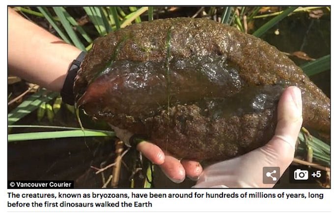 カナダで脳型の謎生物オオマリコケムシが大量増殖中! 日本は既に侵略済み、沼地周辺で出没注意!の画像2