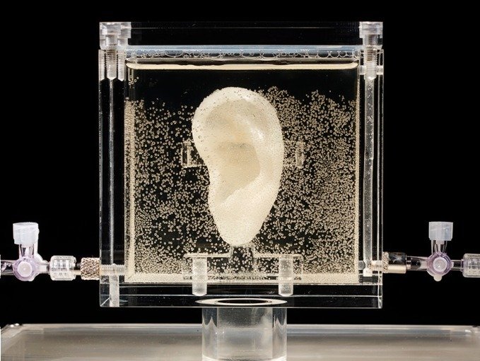 ゴッホの耳、人間の皮膚ジャケット、蘇生ユニコーン…「2018年のフランケンシュタイン展」のバイオアートが攻めまくり!の画像2
