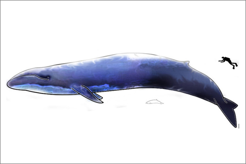 1115tocakujira_02.jpg