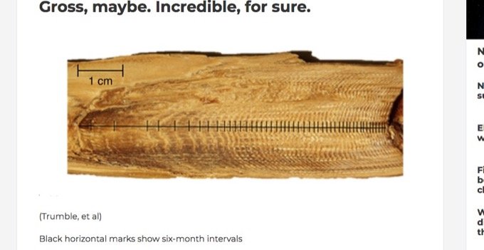 クジラの耳くそには「146年分のストレス」が蓄積されていることが判明! 世界大戦や捕鯨… 苦しみの痕跡が発覚!の画像2