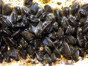 食べると記憶が消える貝がある! 貝1つで記憶障害、2つで死亡… 貝毒「ドウモイ酸」の恐怖とは?【ググっても出ない毒薬の手帳】の画像2