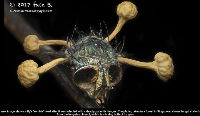 最凶にキモい昆虫ゾンビ3選! キノコが生えたゾンビバエ、尻に触手を生やした蛾…!の画像1