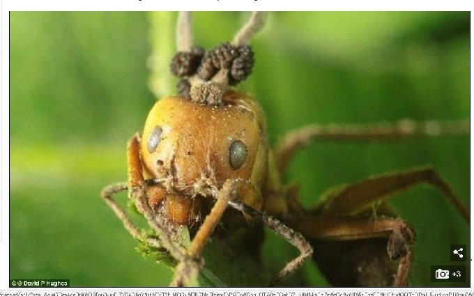 最凶にキモい昆虫ゾンビ3選! キノコが生えたゾンビバエ、尻に触手を生やした蛾…!の画像2