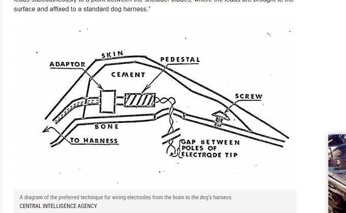 CIAが犬の遠隔操作に成功していたことが発覚! 頭に電極埋め込み…おぞましい犬体実験「MKウルトラ」資料公開!の画像2