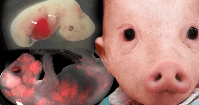 ヒトと動物を組み合わせた実在するハイブリッド5選! ニワトリ人間、人工肛門マウス、人乳ヤギ…!の画像1