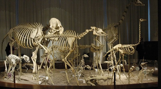 「チンパンジーは煮込み、小動物はポリデントで肉溶かす」骨格標本作りの地獄絵図を獣医師が語るの画像2
